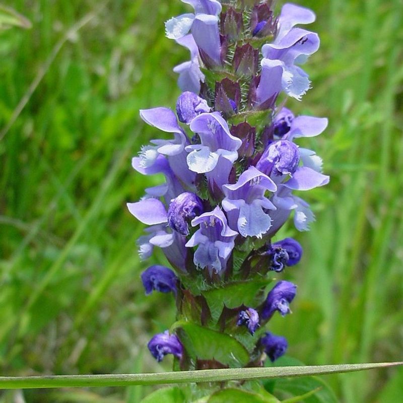 Self-Heal (Prunella Vulgaris)