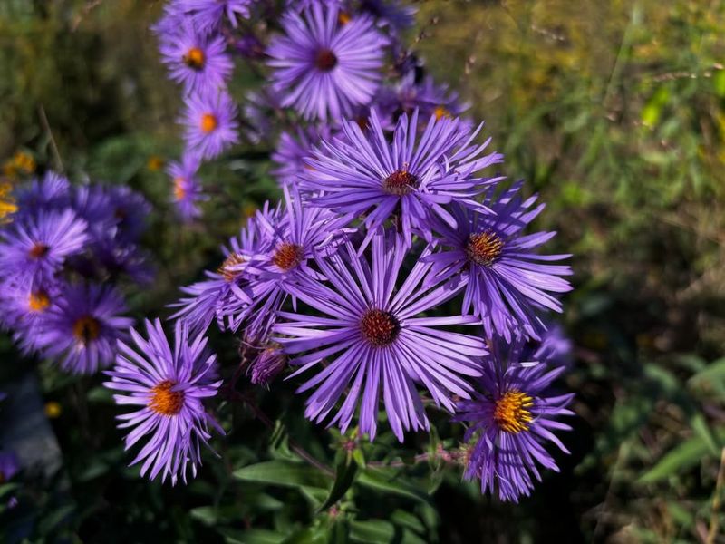 Pacific Aster (Symphyotrichum chilense)