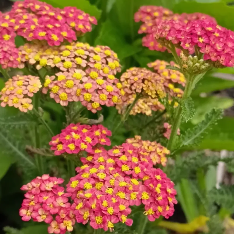 Yarrow (Achillea millefolium)