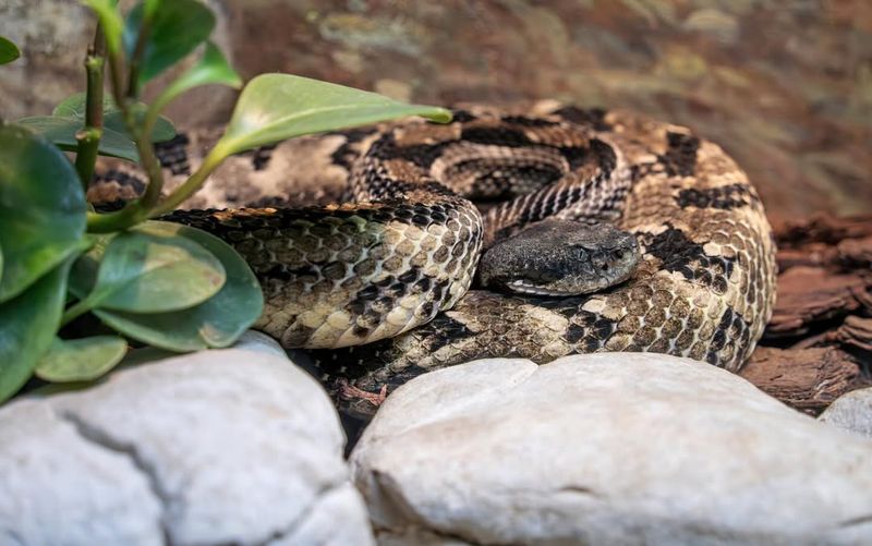 Timber Rattlesnake