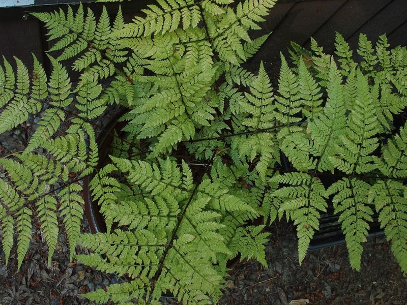 Evergreen Wood Fern (Dryopteris expansa)