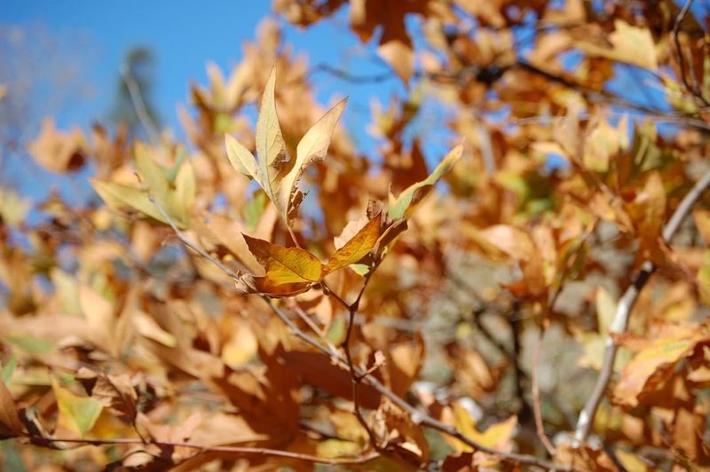 California Sycamore (Platanus racemosa)