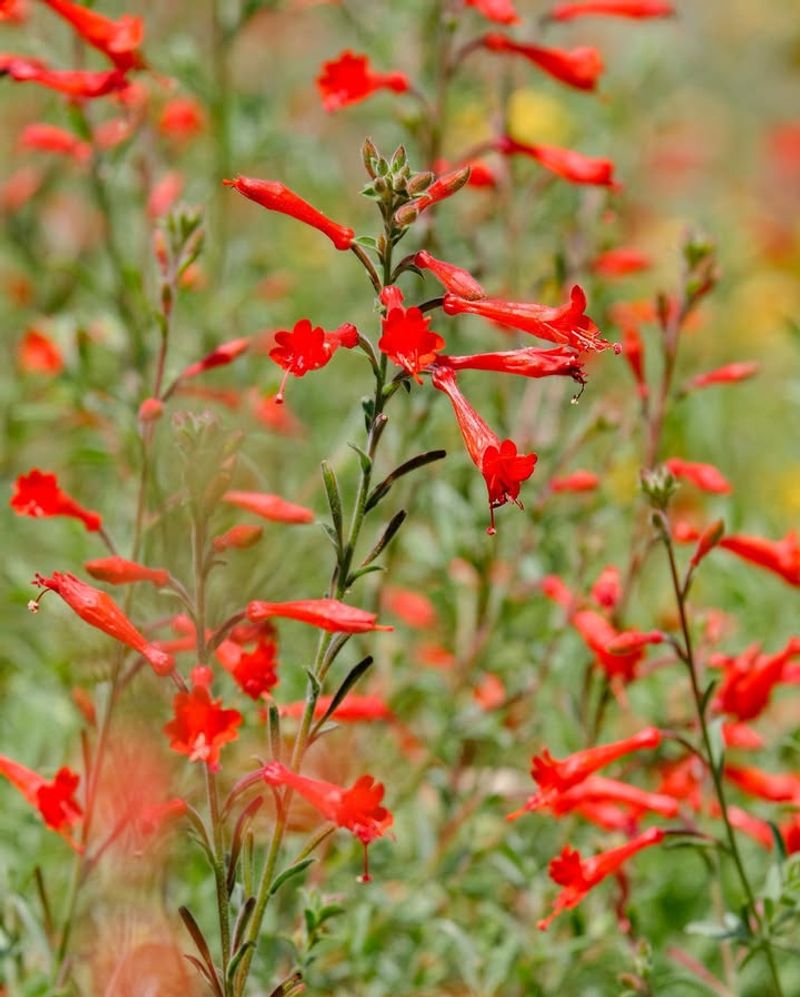 California Fuchsia (Epilobium canum)