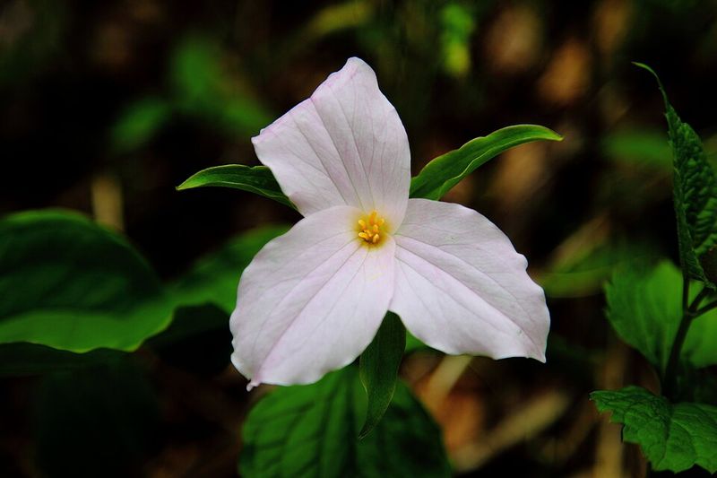 Western Trillium