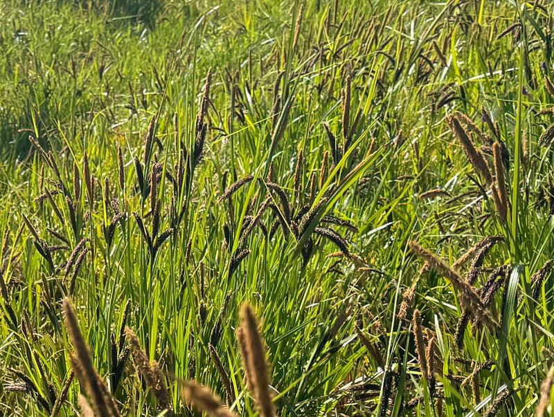Slough Sedge (Carex obnupta)