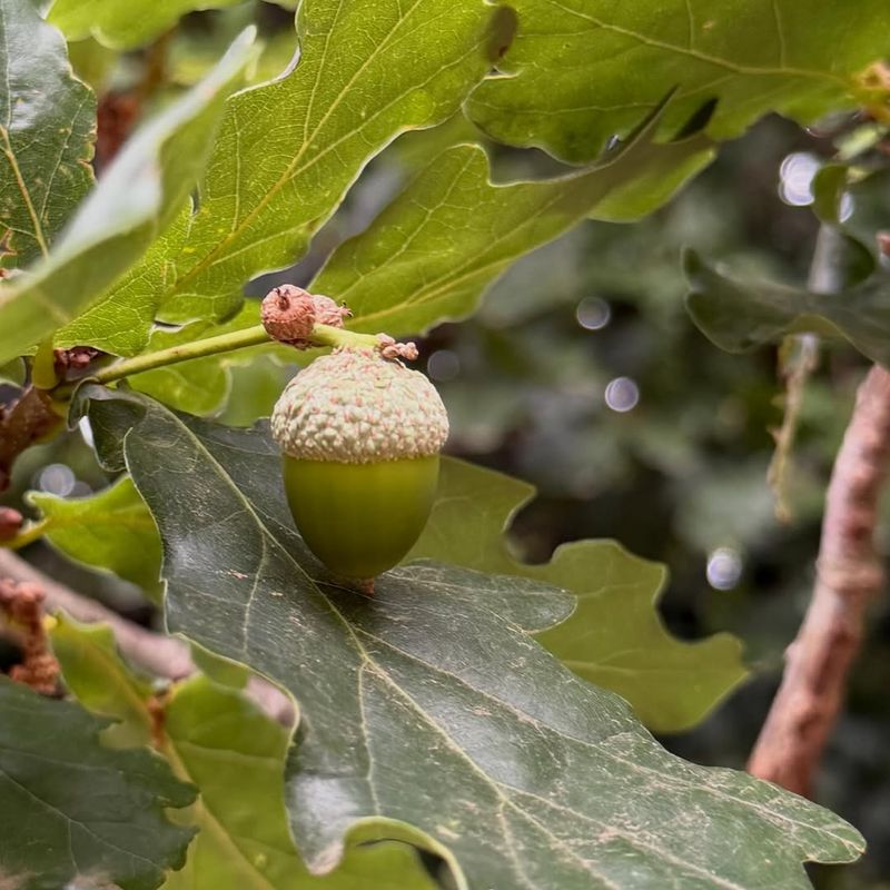 Oregon White Oak (Quercus garryana)