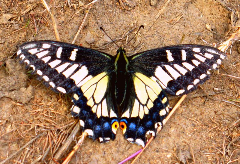 Oregon Swallowtail (Papilio oregonius)