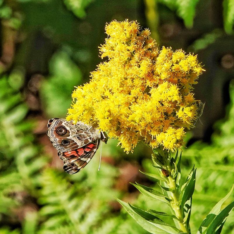 Goldenrod (Solidago lepida)