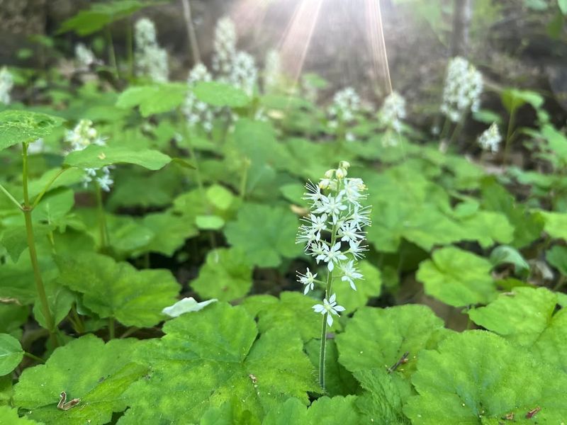Foamflower (Tiarella cordifolia)