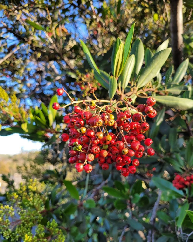 Toyon (Heteromeles arbutifolia)