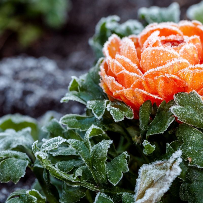 Frost Damages Tender New Growth More Than Dormant Plants