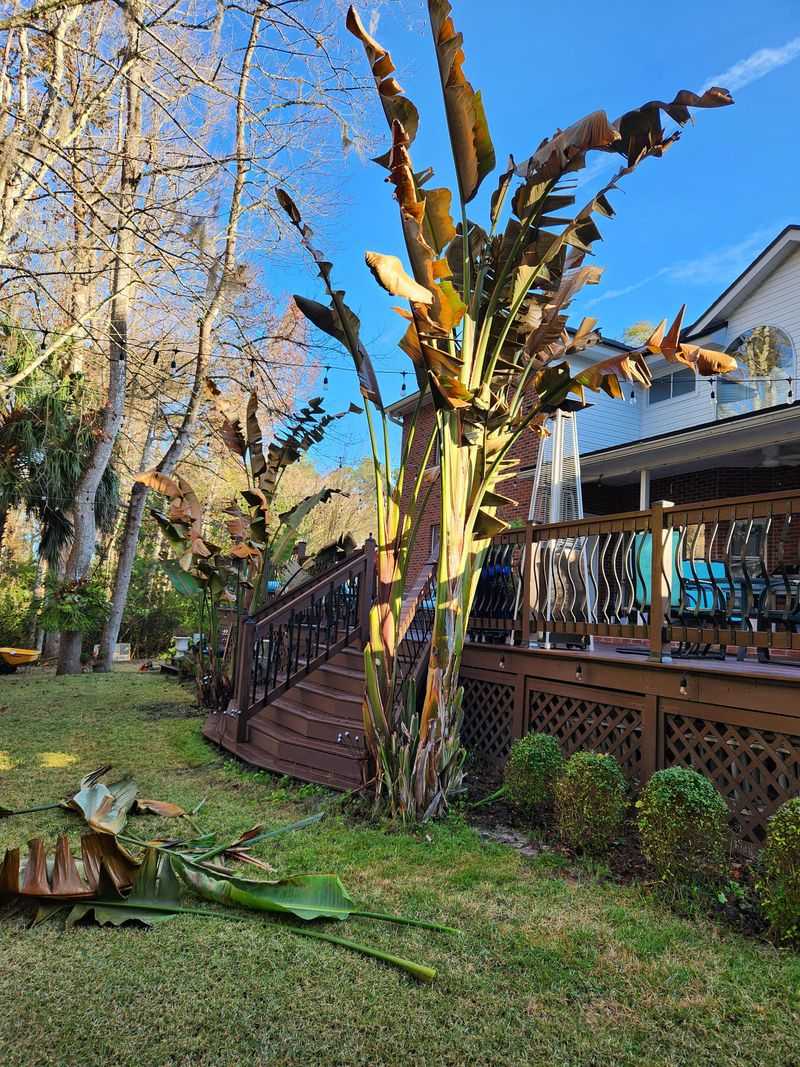 Cold Damage Shows Up Within Hours