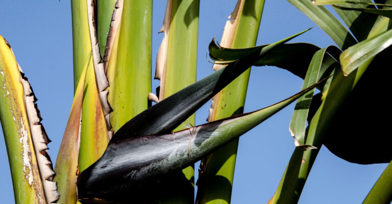 damaged bird of paradise plant