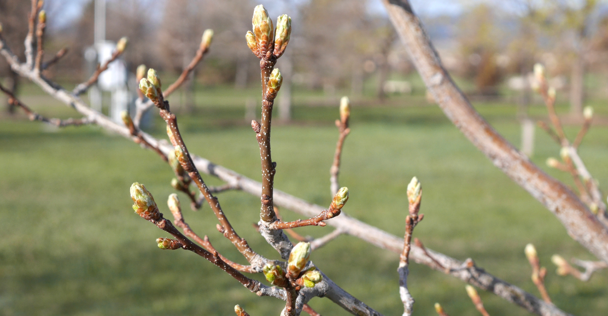 tree flower buds