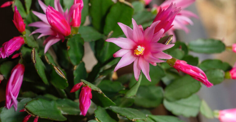 easter cactus
