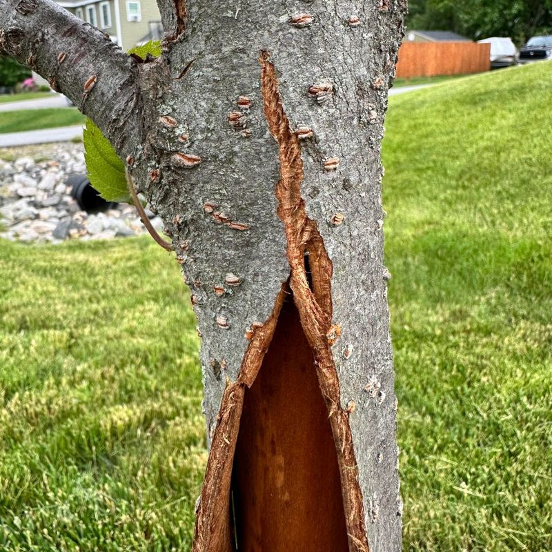 Vertical Splits Along The Bark Surface