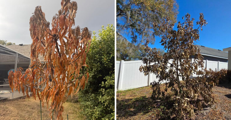 What Frost Really Does To Mango Trees In Florida