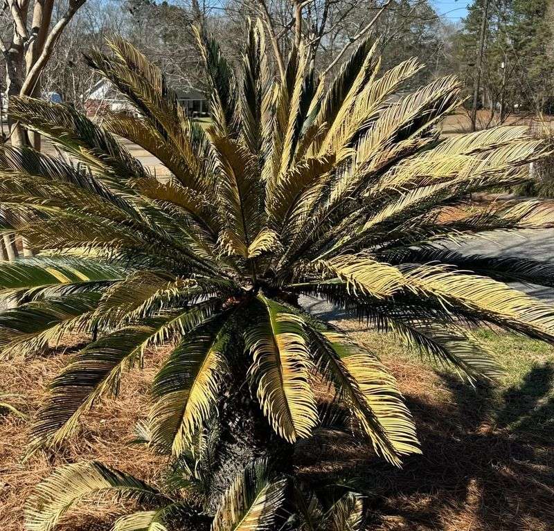 Frost Burns Palm Tissue From The Inside Out