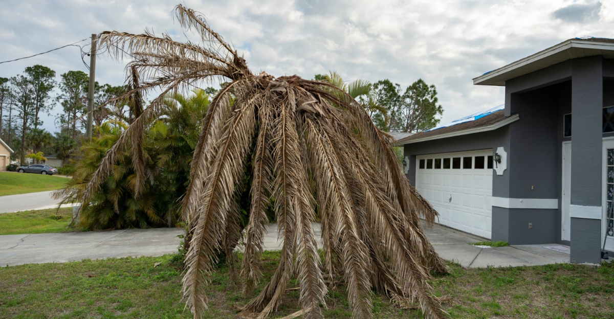 frost damaged palm