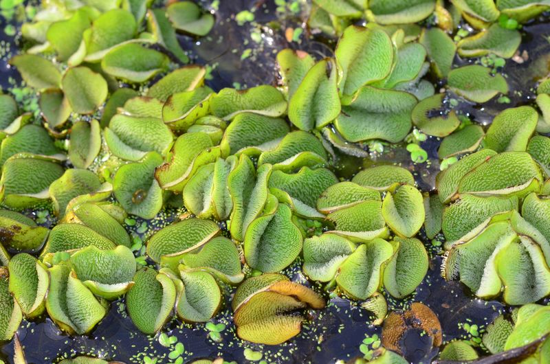 The Growing Problem In Texas Gardens