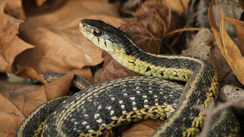 How To Stop Snakes From Nesting In Your Yard Again?