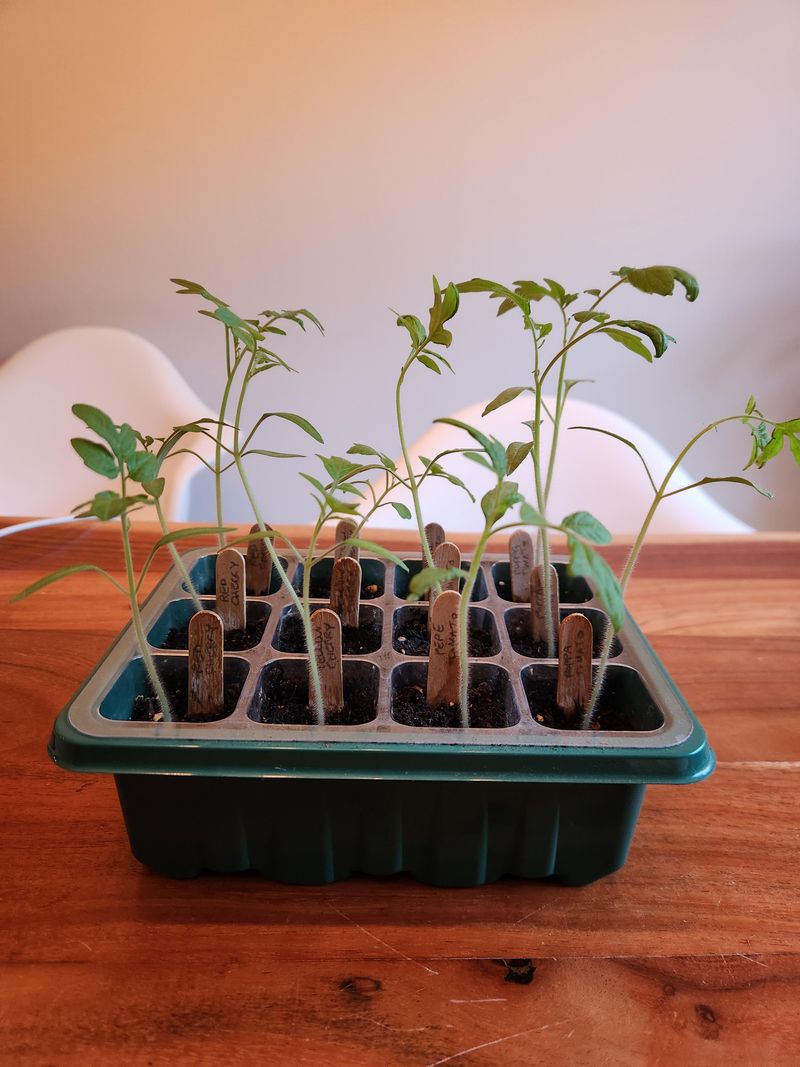 Leggy Seedlings Stretching Toward Light – Give Them Extra Brightness