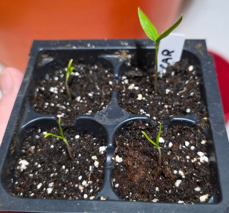 The Risks Of Early Indoor Seed Starting