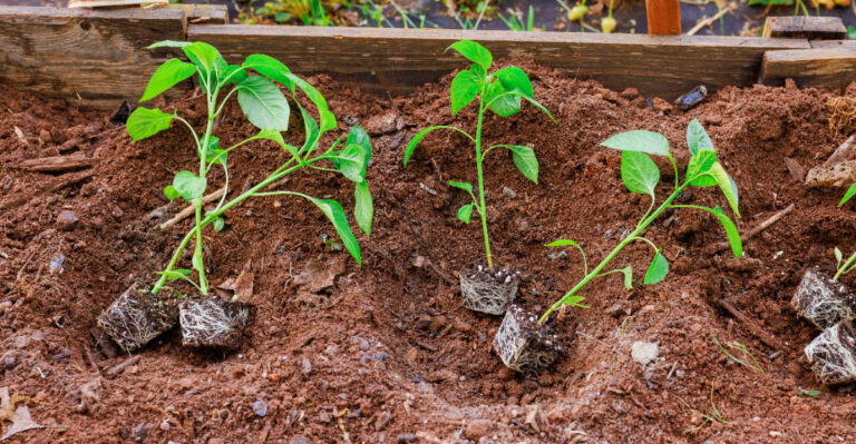 seedlings in soil