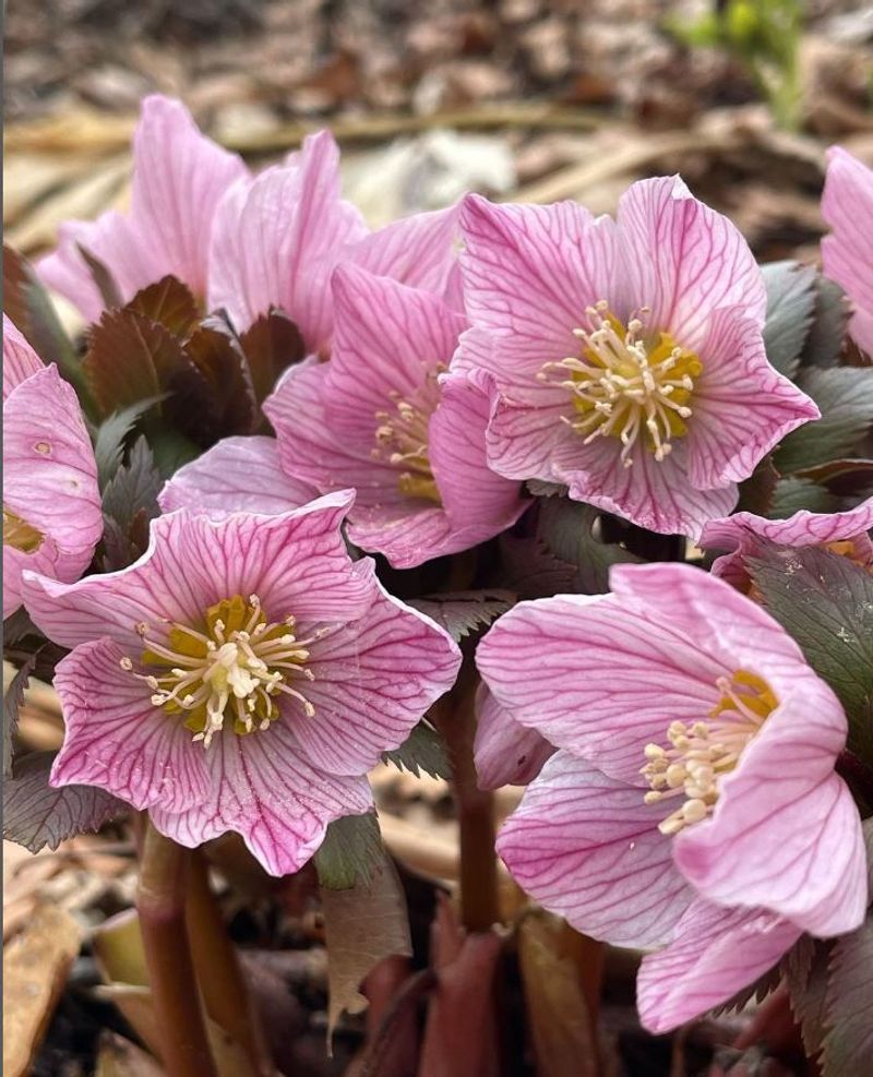 How Proper Pruning Boosts Blooms