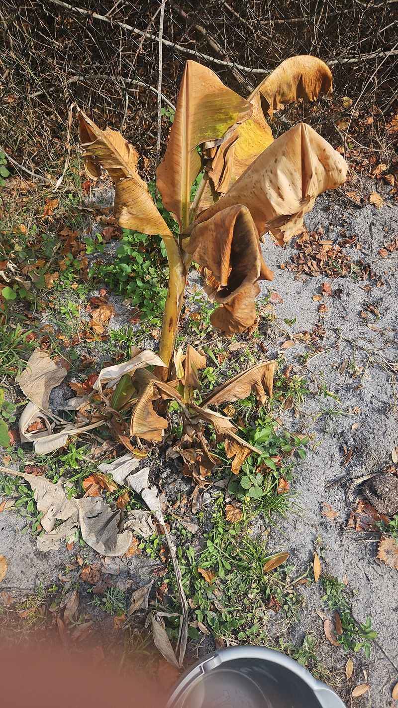 Cold Shock Strikes Overnight