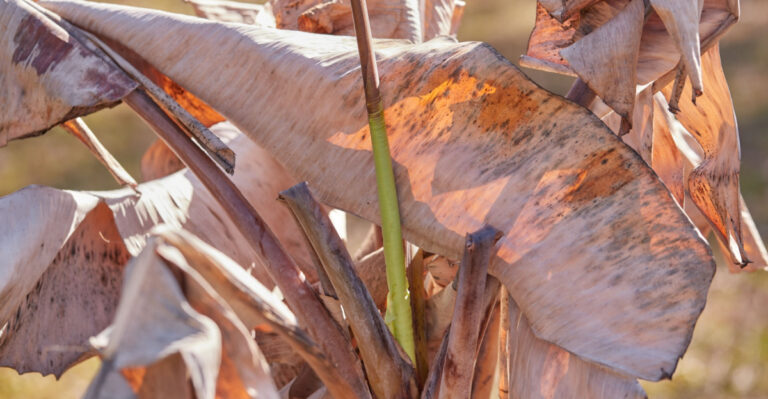 frost damaged banana plant