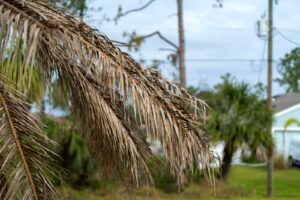 What Happens To Tropical Plants In Florida After One Cold Night