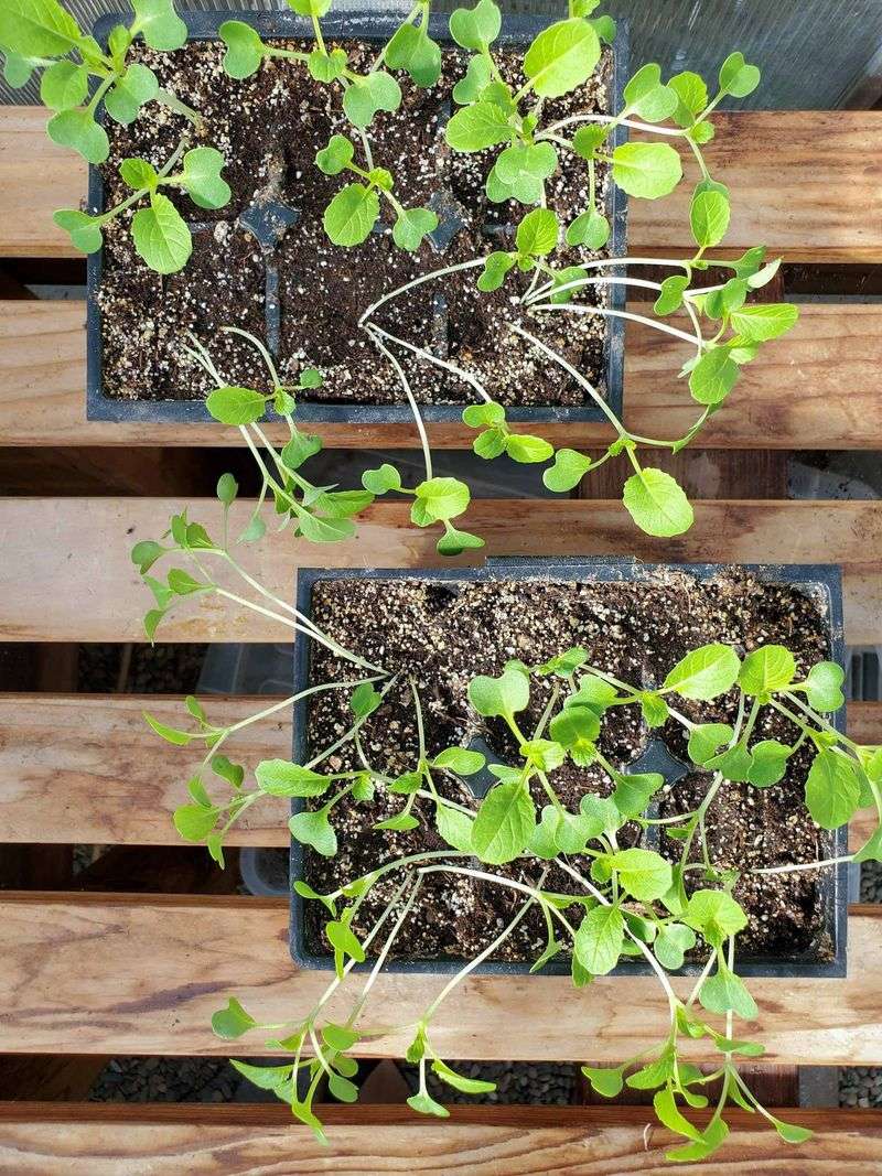 Seedlings Become Leggy And Weak, Increase Light Immediately