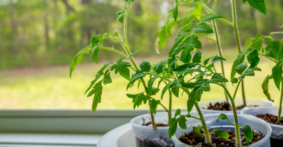 overgrown seedlings indoor