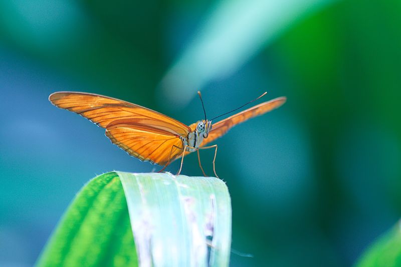 Keep Butterflies Visiting All Year