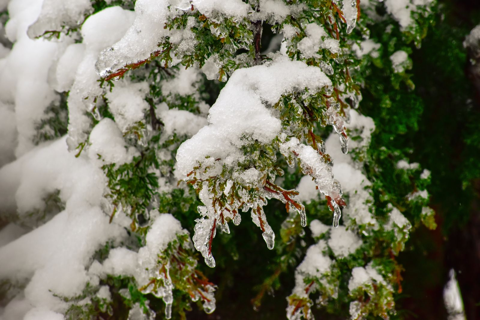 snow on shrub