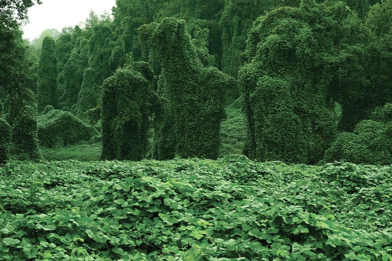 How Fast Kudzu Grows And Why It's So Dangerous?