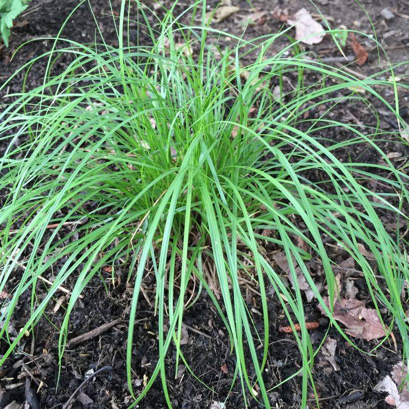 How Pennsylvania Sedge Blocks Weeds Naturally