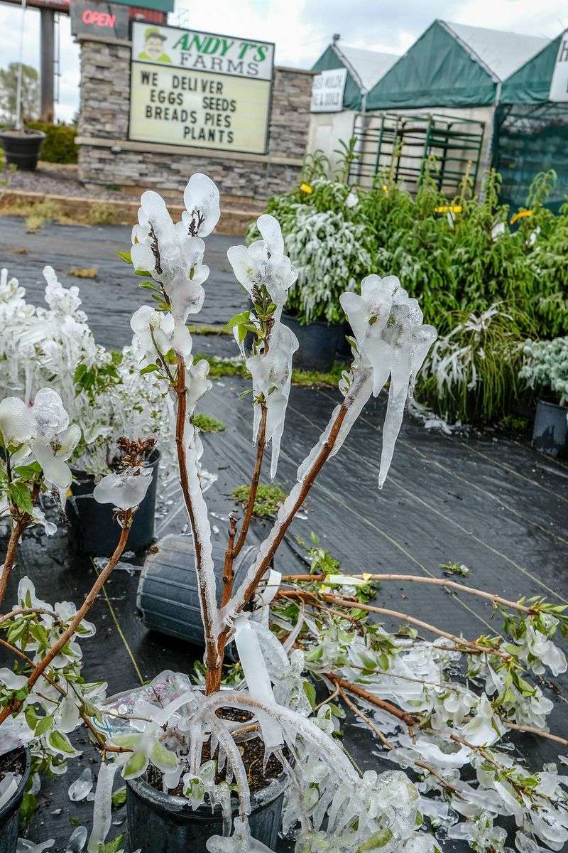 Frost Damages Tender Annuals First