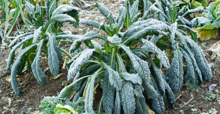 frost in garden