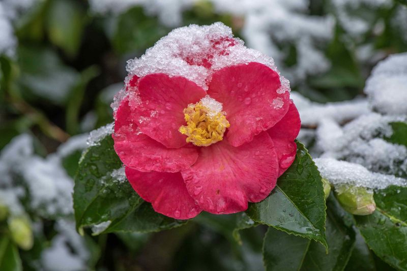 Camellia Blooms Can Be Damaged By Hard Freezes Not Light Snow