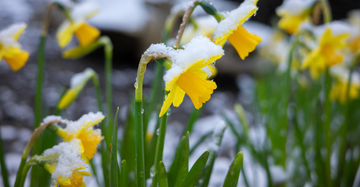 snow on daffodils