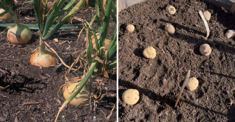 What North Carolina Gardeners Should Be Planting In March (By Region)