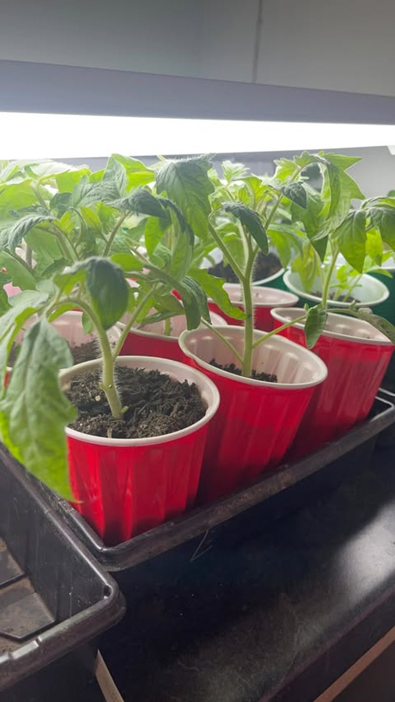 Tomatoes Should Be Started Indoors In Late Winter