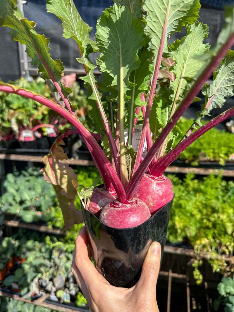Cold-Tolerant Spring Vegetables