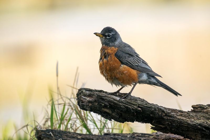How Weather Triggers Their Spring Activity
