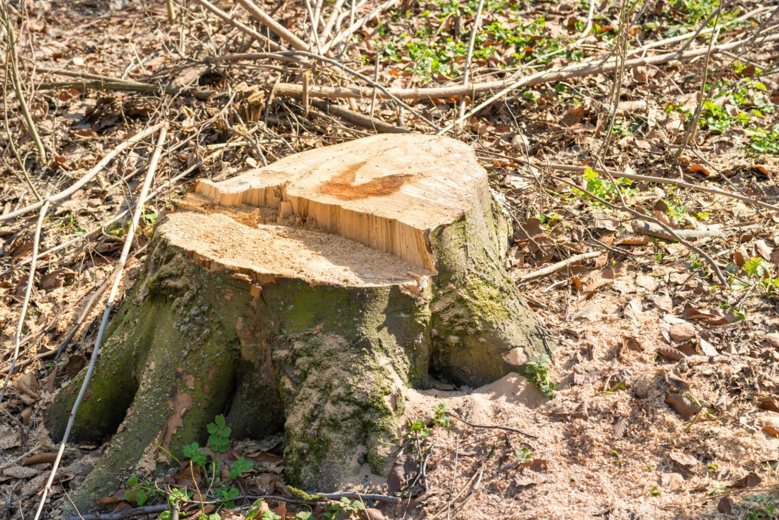 What Texas Homeowners Should Know Before Removing An Old Tree Stump