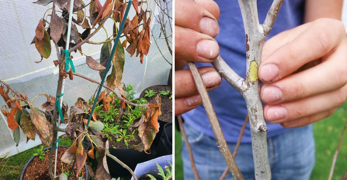freeze damaged avocado tree
