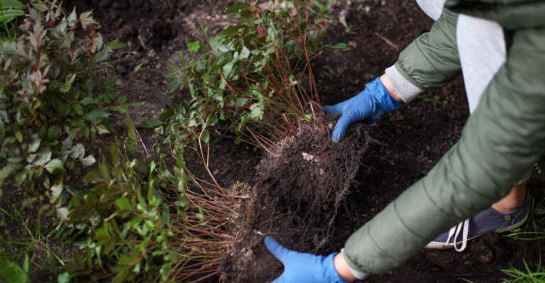 gardener transplants plants