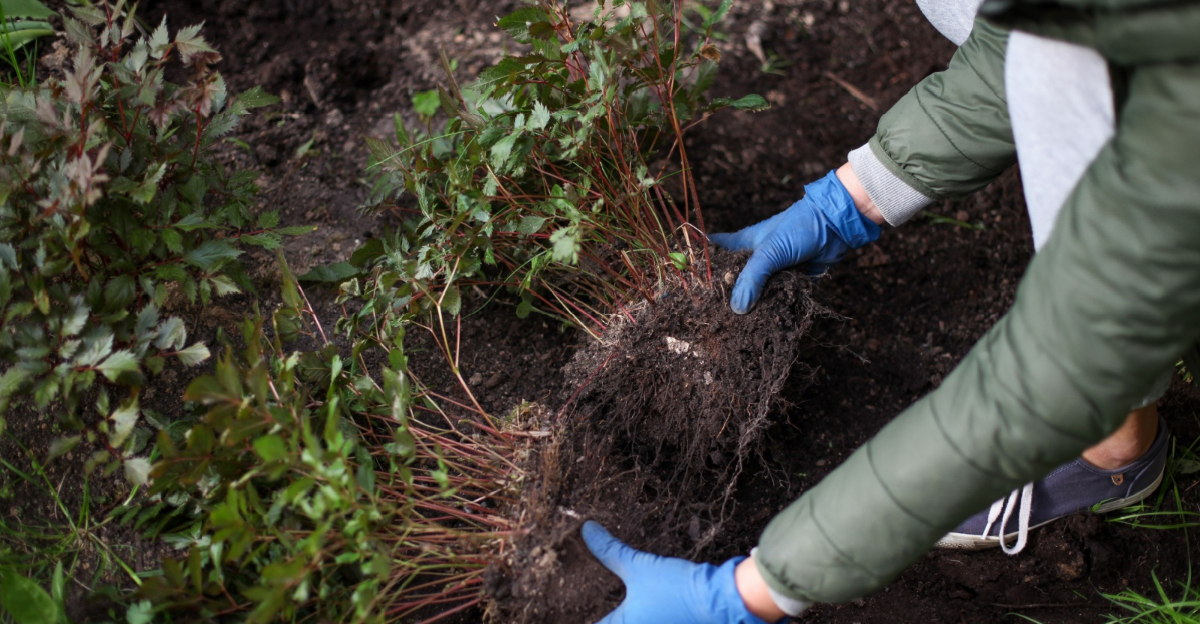 gardener transplants plants